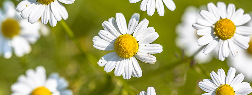 Chamomile flowers for calming effects